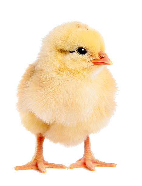 Pollito